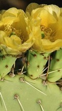 Descargar la imagen 320x240 Plantas,Cactus,Flores para celular gratis.