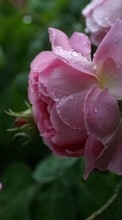 Descargar la imagen Plantas,Flores,Roses,Drops para celular gratis.