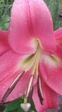 Descargar la imagen 800x480 Plantas,Flores,Lirios,Drops para celular gratis.