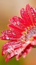 Plantas,Flores,Drops para Sony Ericsson C510