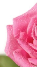 Descargar la imagen Plantas,Flores,Roses,Drops para celular gratis.