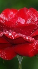 Drops,Plantas,Flores,Roses para Sony Xperia ZR