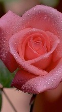 Descargar la imagen Flores,Drops,Plantas,Roses para celular gratis.