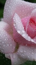 Descargar la imagen Flores,Drops,Plantas,Roses para celular gratis.