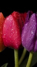 Descargar la imagen Plantas,Flores,Tulipanes,Drops para celular gratis.