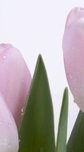 Descargar la imagen Drops,Plantas,Flores,Tulipanes para celular gratis.