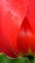 Descargar la imagen 800x480 Plantas,Flores,Tulipanes,Drops para celular gratis.