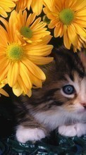 Descargar la imagen Animales,Gatos,Flores para celular gratis.