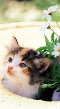 Descargar la imagen 128x160 Animales,Gatos,Flores para celular gratis.