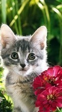 Descargar la imagen Animales,Plantas,Gatos,Flores para celular gratis.
