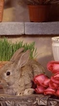 Descargar la imagen 1024x600 Animales,Flores,Roses,Conejos para celular gratis.