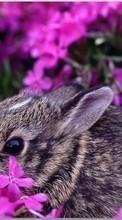 Descargar la imagen Animales,Flores,Conejos para celular gratis.