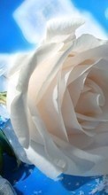 Descargar la imagen Plantas,Flores,Roses,Hielo para celular gratis.
