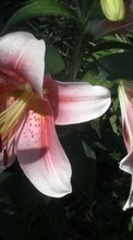 Descargar la imagen 800x480 Plantas,Flores,Lirios para celular gratis.