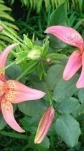 Descargar la imagen 800x480 Plantas,Flores,Lirios para celular gratis.