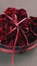 Descargar la imagen Roses,Corazones,Amor,Día de San Valentín,Vacaciones,Plantas,Flores para celular gratis.