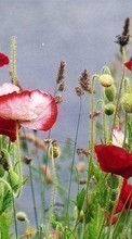 Descargar la imagen Flores,Amapolas,Plantas para celular gratis.
