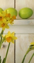 Descargar la imagen Plantas,Flores,Narcisos para celular gratis.