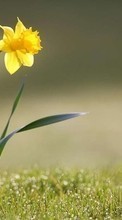 Plantas,Flores,Narcisos para Samsung Galaxy Ace 2
