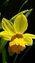 Descargar la imagen Flores,Narcisos,Plantas para celular gratis.