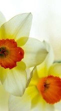 Descargar la imagen Flores,Narcisos,Plantas para celular gratis.