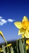Descargar la imagen Plantas,Flores,Narcisos para celular gratis.