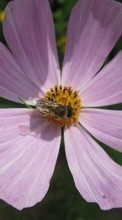 Descargar la imagen Flores,Insectos,Abejas para celular gratis.