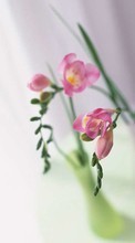 Plantas,Flores,Naturaleza muerta para LG Optimus Q
