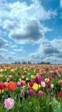 Plantas,Paisaje,Flores,Los campos,Cielo,Tulipanes,Nubes para LG K10 K410