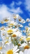 Descargar la imagen Plantas,Paisaje,Flores,Cielo,Nubes,Camomila para celular gratis.
