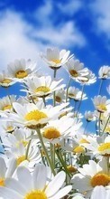 Descargar la imagen Flores,Cielo,Camomila,Plantas para celular gratis.