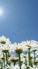 Descargar la imagen Plantas,Flores,Cielo,Sol,Camomila para celular gratis.