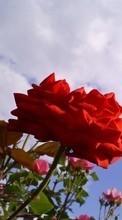 Descargar la imagen Plantas,Flores,Cielo,Roses para celular gratis.