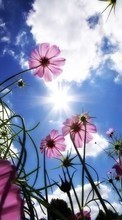 Descargar la imagen 128x160 Plantas,Flores,Cielo,Sol para celular gratis.