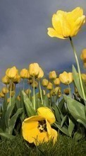 Descargar la imagen Plantas,Flores,Cielo,Tulipanes para celular gratis.