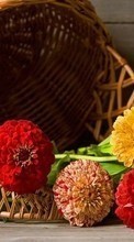 Flores,Objetos,Plantas para HTC EVO 3D