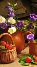 Descargar la imagen Flores,Objetos,Plantas para celular gratis.