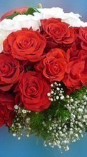 Vacaciones,Plantas,Flores,Roses,Postales para Samsung Galaxy Note