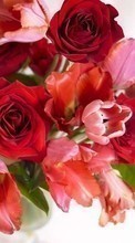 Descargar la imagen Vacaciones,Plantas,Flores,Roses,Postales para celular gratis.