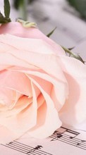 Descargar la imagen Plantas,Flores,Roses,Postales para celular gratis.