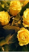 Descargar la imagen Plantas,Flores,Roses,Postales para celular gratis.