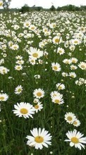 Descargar la imagen 1024x600 Plantas,Paisaje,Flores,Los campos,Camomila para celular gratis.