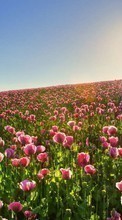 Descargar la imagen Plantas,Paisaje,Flores,Los campos,Sol,Tulipanes para celular gratis.