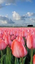 Descargar la imagen Flores,Paisaje,Los campos,Tulipanes para celular gratis.