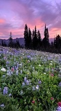 Flores,Paisaje,Naturaleza para HTC Wildfire