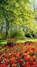 Descargar la imagen 320x240 Plantas,Paisaje,Flores,Tulipanes para celular gratis.
