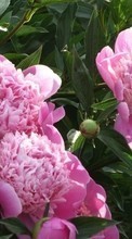 Descargar la imagen 480x800 Plantas,Flores,Peonías para celular gratis.