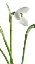 Descargar la imagen Flores,Snowdrops,Plantas para celular gratis.