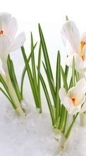 Descargar la imagen Plantas,Flores,Nieve,Snowdrops para celular gratis.