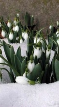 Descargar la imagen Plantas,Invierno,Flores,Snowdrops para celular gratis.